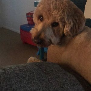 Meet your Posher, Kevin